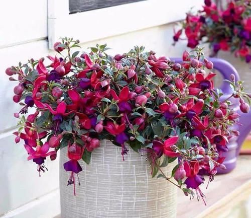  长寿花|4种花一养就爆盆，开花超级多，养护容易，对待新手很友好