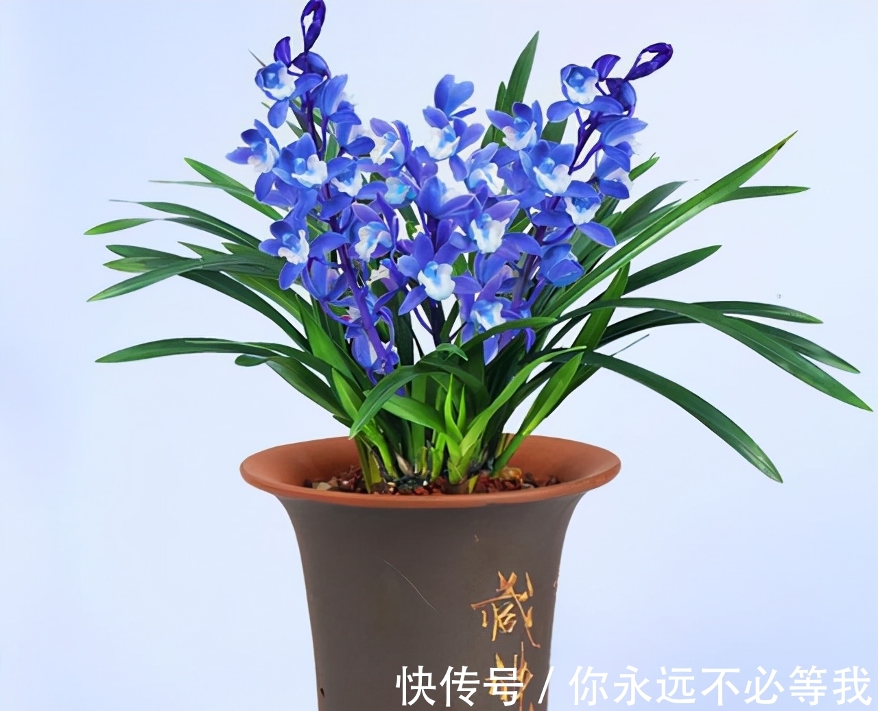 爱兰|这款罕见兰花,突然就火了,被誉为是最美兰花,遇到别错过