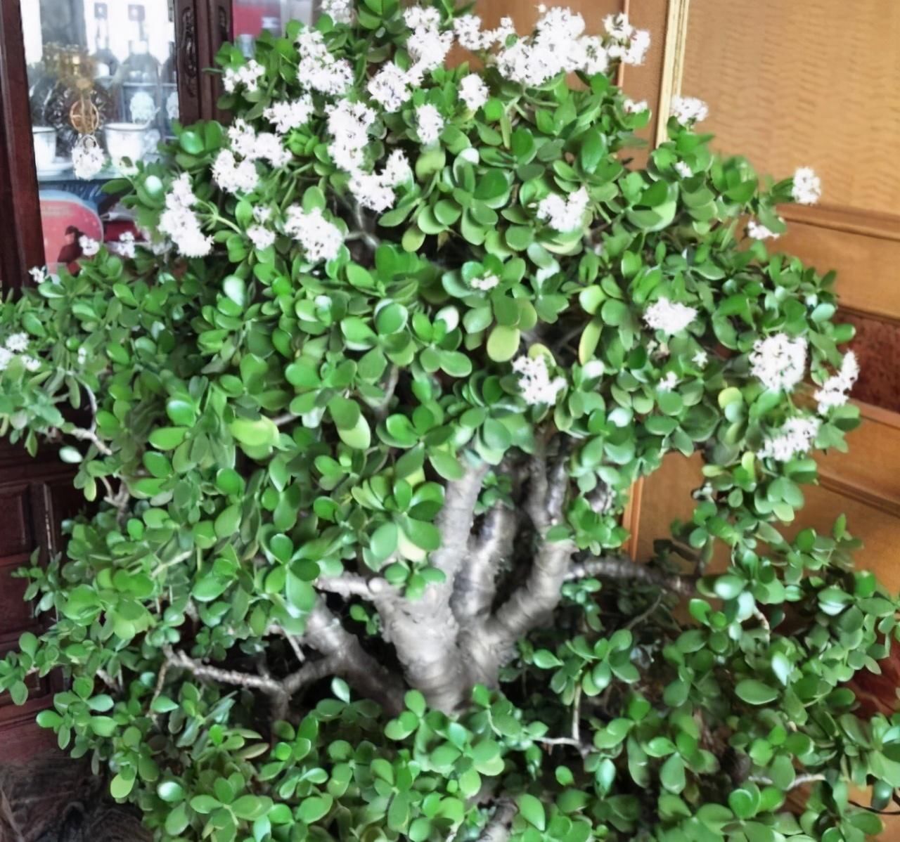 养文竹|有7种花“不喜水”,浇多了就烂根,越旱长得越旺