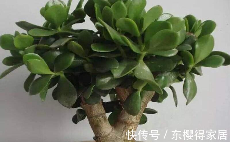 小苗|养了一棵花,爆了“一窝崽”,漂亮又好养,就是不值钱