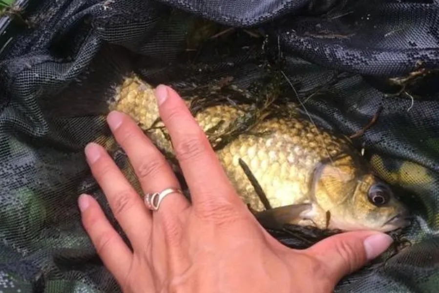 大板鲫|冬天一冷,大鲫鱼反而更好钓,二十年老司机:这套路多数人学不来