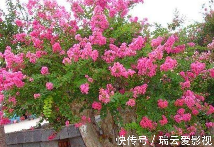 庭院|养此款花卉，花大服盆快，四季有花开，花香四溢飘满屋，美