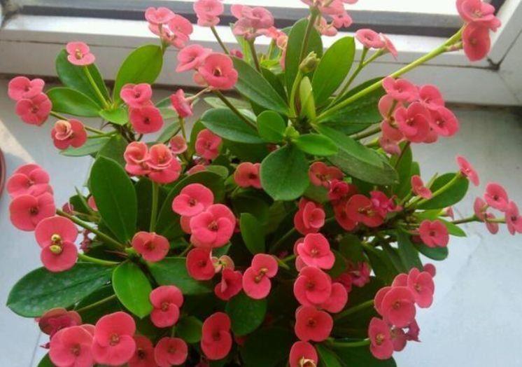 几款植物花期长易打理，对待新手很友好，颜值高