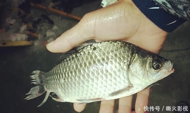 夏季野钓的三个小妙招,学会这样用饵,大板鲫手到擒来