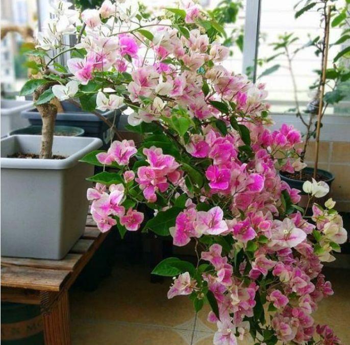 4种花是开花能手，花香四溢，好养易活，对待新手很友好