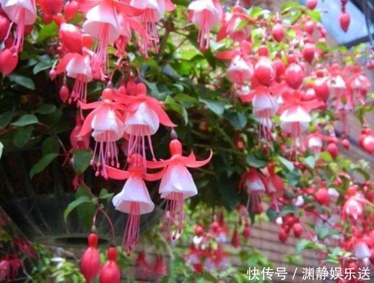 好养易爆盆的几款花卉,不用管也能疯长,叶子油绿花色艳