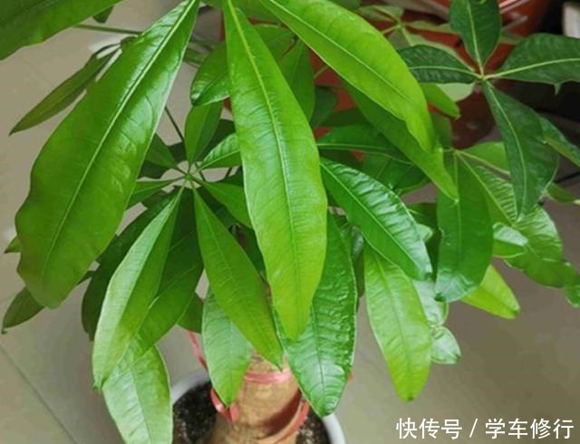 这“3种”植物,寓意特别好,家里种几盆,带运又美观!