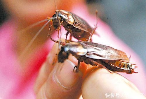 如果虫子不小心进孩子耳朵,家长切记不要有这个行为,易加重情况
