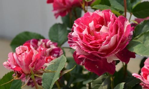 “珍稀玫瑰”苹果挞玫瑰，似粉黛佳人，富贵祥瑞，实属养花必备