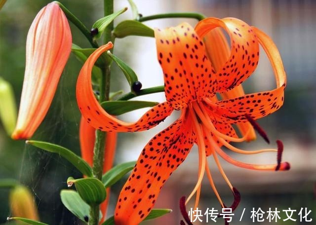 阳台养几株“百合花”,不知道攻略怎么开花,只长枝条不冒花苞