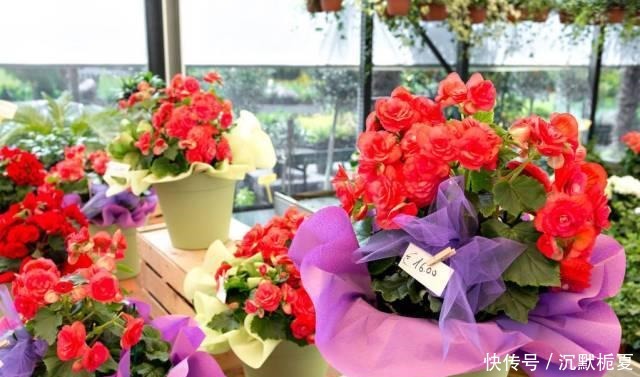 懂行的人冬天坚决不买三种花,哪怕很便宜,也不白花钱!