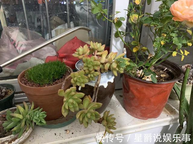 7种大盆栽，冬天正“虚弱”，赶紧断水，多浇一杯水，灌死一大片