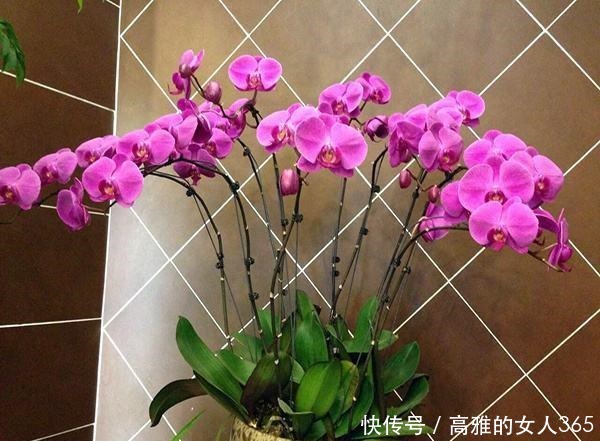 50种植物花语,不要再傻傻送错花了