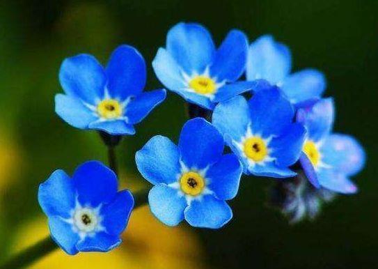 叶子花|从7月3号开始,家养这些植物,四季有花赏,越养越喜欢