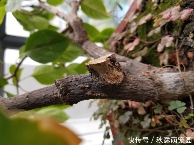 三角梅不开花？黑袋子里“逼一逼”，花期持续到“国庆”