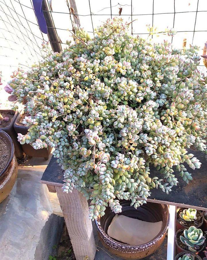 红边|姐姐养了9年的多肉,没有买肥就用它,个个长成精!