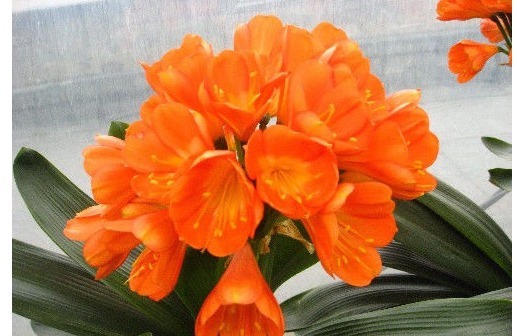 以下“4种花”，不要随便送人！个个都是“财神爷”，有钱人都爱