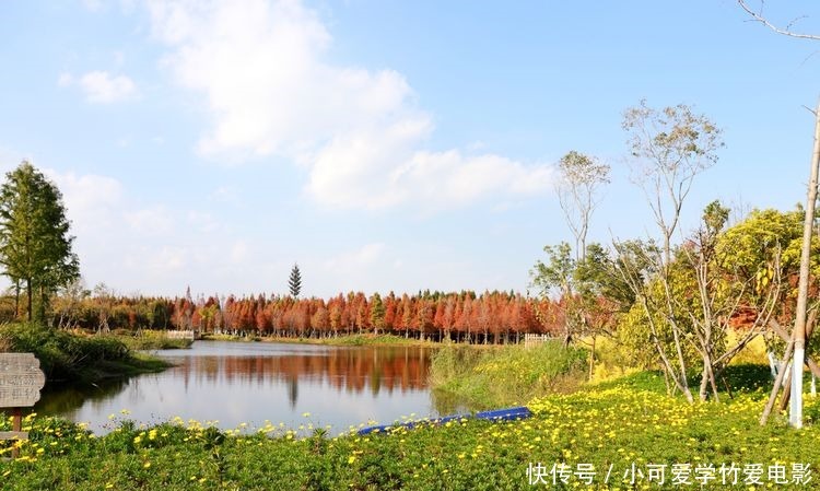 昆明|水杉林里划船，滇池湖畔欣赏睡美人，海洪湿地风景真美！