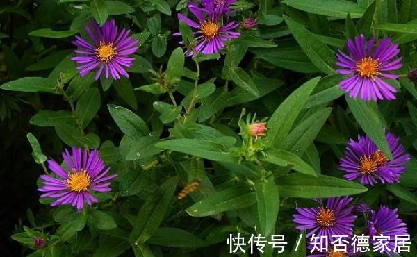 天竺葵|农历8月4日开始，养这几款植物，花朵姿态万千，每天都有好心情