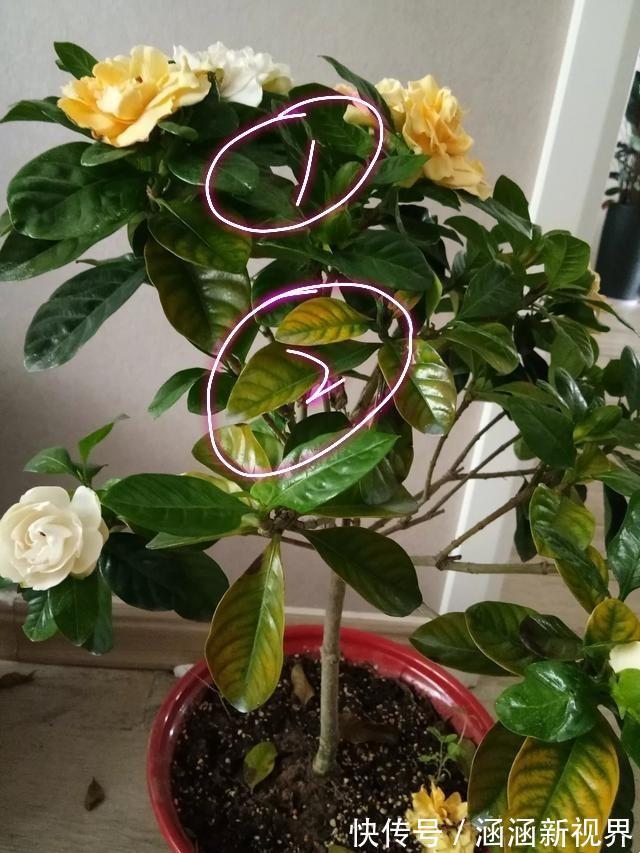 花蕾|买回来不久的栀子花换盆后掉花蕾，叶脉绿色叶片发黄怎么办