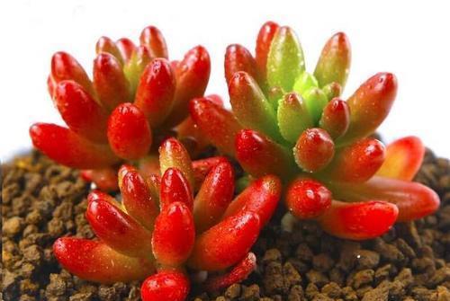 火祭|号称“徒神”的4种多肉,夏天稍不留神就成高个子,新手慎养