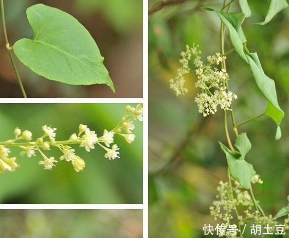 鄉(xiāng)下這些不起眼的野草，年復(fù)一年生長著，卻有許多不為人知的功效