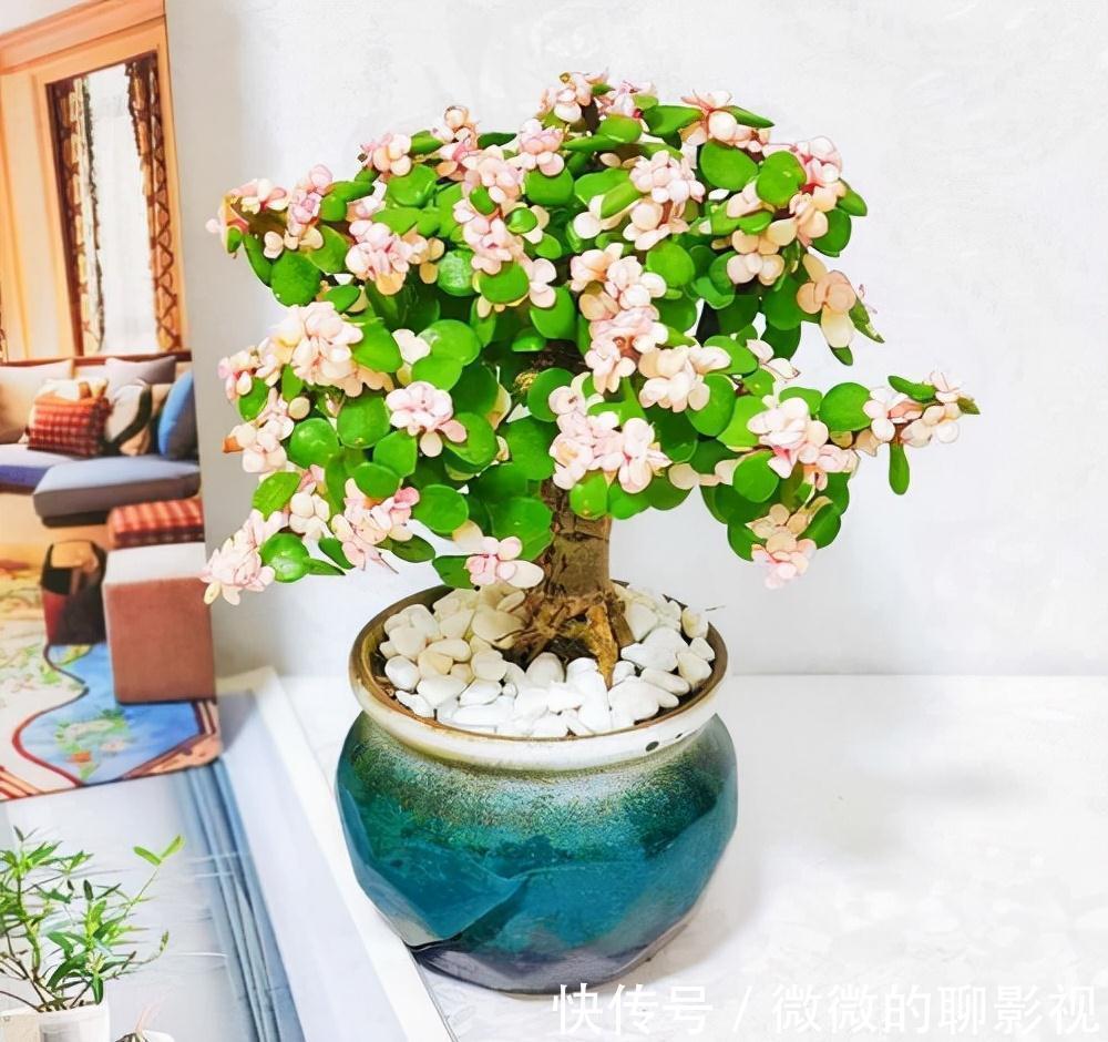 5种公认的富贵花，适合养客厅，贵气又吉祥，有钱人家都爱养