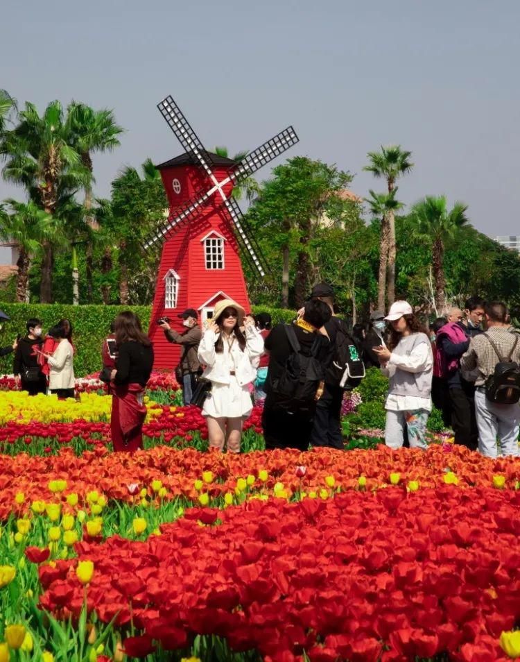 郁金香开成花海，许你一场浪漫邂逅