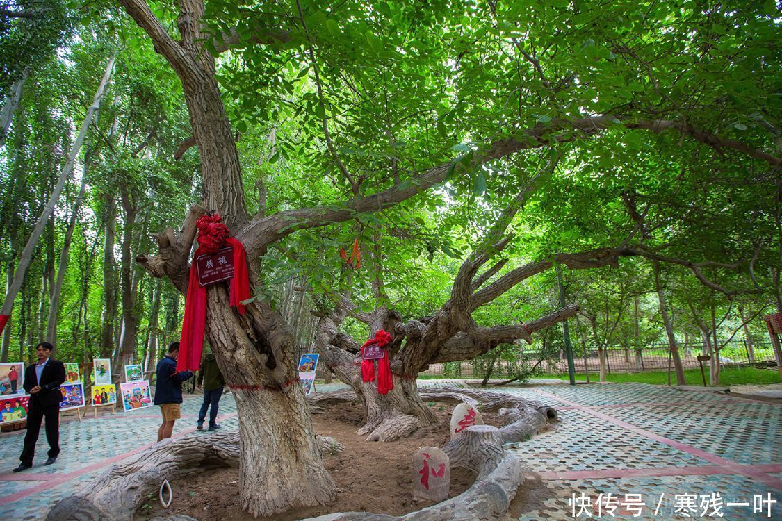 核桃树|新疆有七棵古核桃树，树龄超1500年，合称核桃七仙，景色难得一见