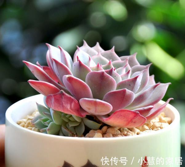 3种花盆遇到带回家,养护多肉事半功倍,新手也能养出好状态