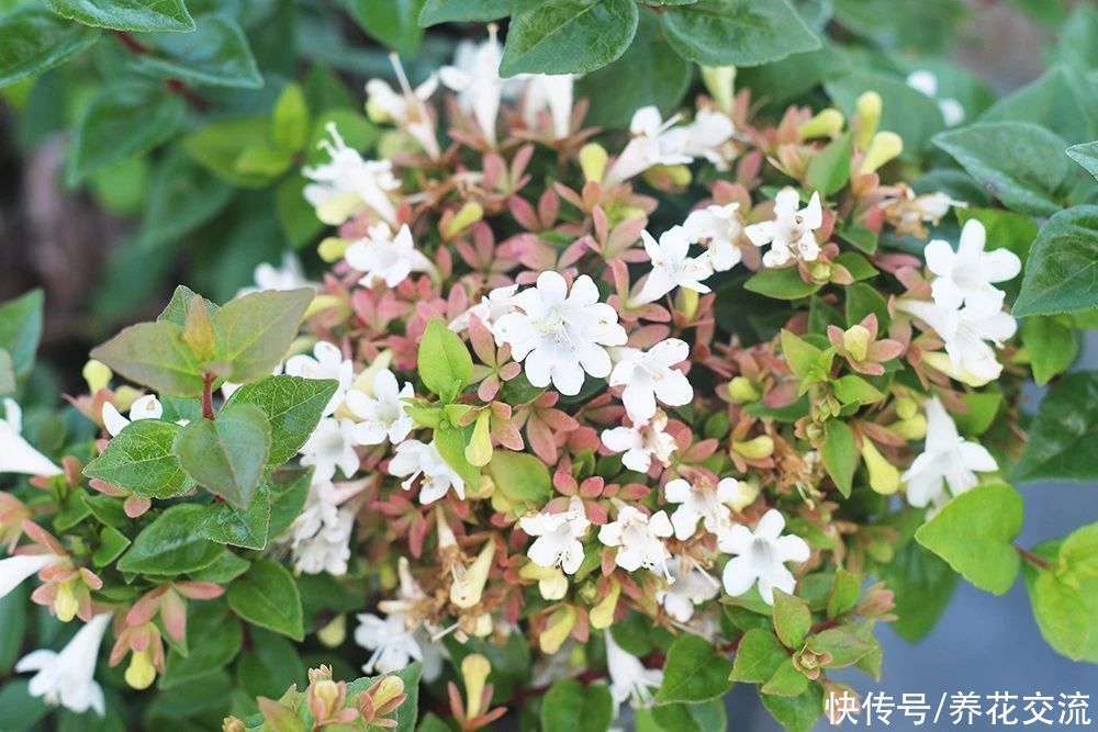 盆栽|花开灿烂的六道木，养成盆栽也好看，来看看不同的品种