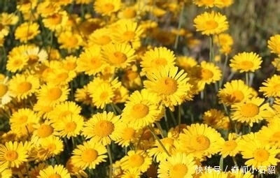 日光菊比皇帝菊更美,比太阳花还好养,耐热开花90天