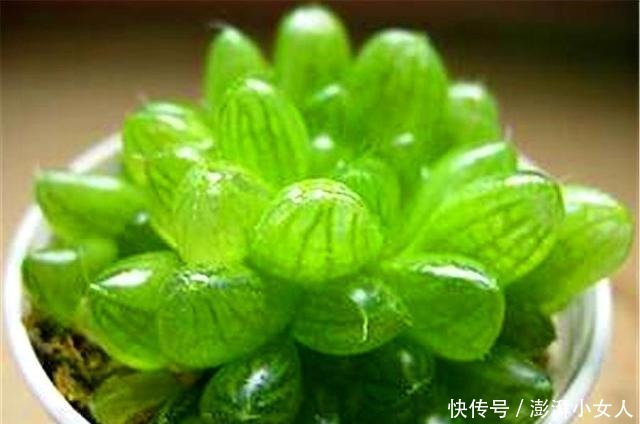 家庭|家庭养多肉姬玉露,牢记“3多3少”,叶子透明又饱满,晶莹剔透