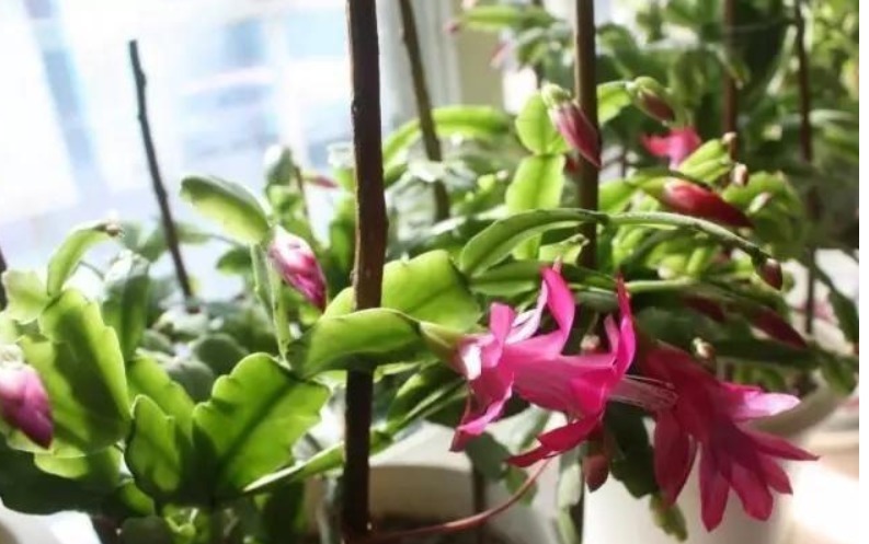蟹爪兰叶子长出须根教你小窍门,花开爆盆,叶如瀑布