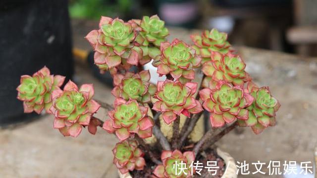 叶片|9月养多肉,做好“这1步”,告别叶片干瘪,7天恢复饱满肥嘟嘟