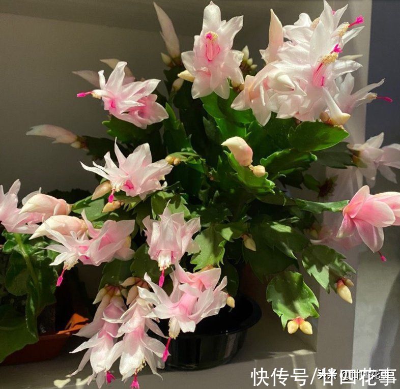 10月入手6种花，好养易活养得久，春节刚好开花，还能省一半钱