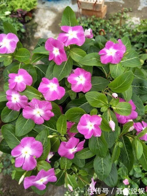 4种花很“好养”，阳台种1盆，一年开花200天，真正的开花机器
