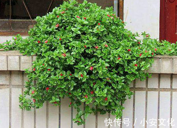 最“好吃”的开花盆栽，花可赏叶可吃，扔阳台就爆盆，想吃就摘