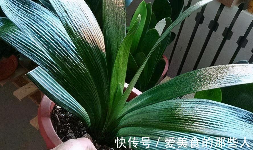 君子兰容易饿，盆里用3种肥，根系壮，片油绿，开花旺