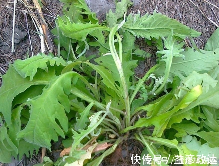 价值|人称”百草之王“，价值极高，若有幸遇见，请加倍珍惜！