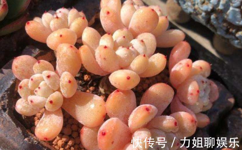 老花匠的多肉配方,学会了大小苗都能养好,简单好养适合新手