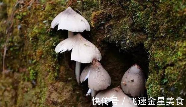 玉米|云南一玉米地长出几十窝鸡纵菌，什么环境适合鸡纵菌的生长呢！