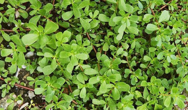 嫁接|农村“除不尽”的杂草,却是治病的“药王”,还能嫁接太阳花