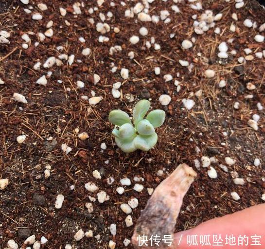 要提前准备|不要说冬美人爆盆难,叶插一年的冬美人,换盆后也能达到爆盆效果