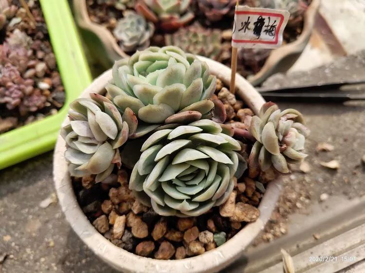 养肉多年的新手我相信它们一定可以变得更美丽!