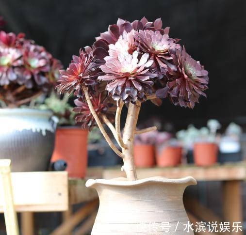 喷多效唑|买到“僵尸”黑法师，处理一下，用点“激素生长水”，还能保条命