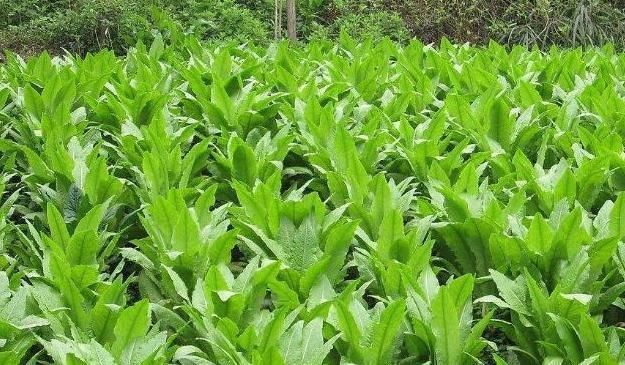 常吃|常吃青菜对健康有益，最好别此样吃，可惜还有人不清楚！