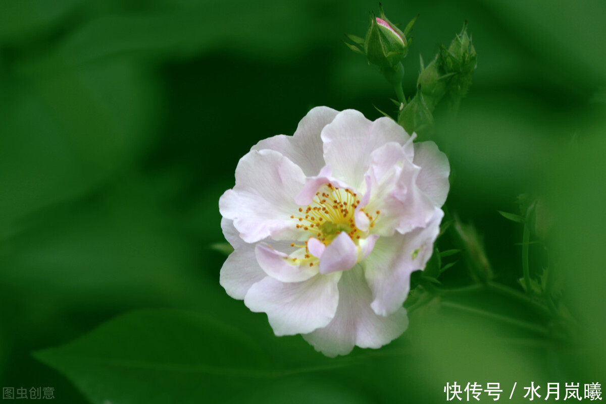 山形|过眼年华,流年轻度,人世几回伤往事,山形依旧枕寒流