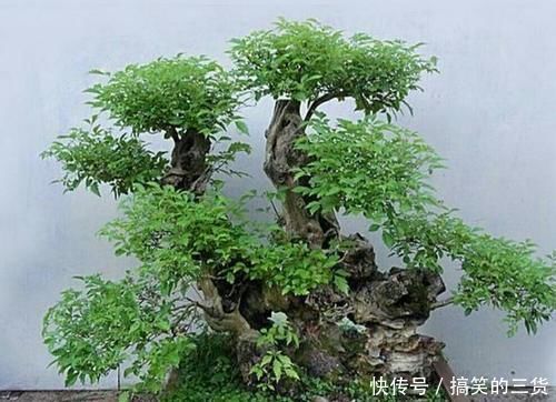 漂亮|怎样才能将山上常见的荆疙瘩做成漂亮的盆景?