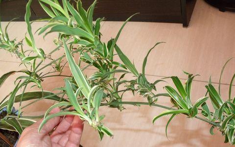 金边吊兰|养吊兰,盆土里加“一样”,3个月长爆盆匍匐茎多,一棵养出60棵